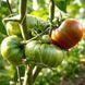 CHOCOLATE STRIPES TOMATO