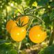 EGG YOLK TOMATO