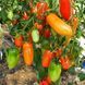 ФЛЯШЕН ТОМАТЕН (FLASHEN TOMATEN) ПОМИДОР