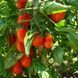 FLASHEN TOMATEN