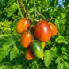 GENTLE CONFITURE TOMATO