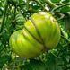 GRUENE HELARIOS TOMATO
