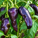 MARCONI PURPLE PEPPER