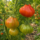 RED PEAR FRANCHI TOMATO