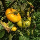 BRANDYWINE YELLOW PLATFOOT STRAIN TOMATO