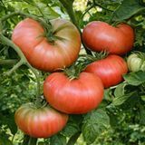 LILAC GIANT TOMATO