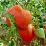 ЛЮБЯЩЕЕ СЕРДЦЕ КРАСНОЕ (LOVING RED HEART) T11-05 фото