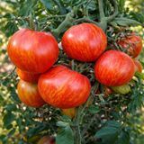 STRIPED HEART TOMATO