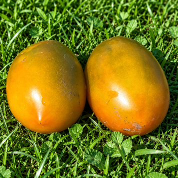 ZIELONY MI&Oacute;D (GREEN HONEY)