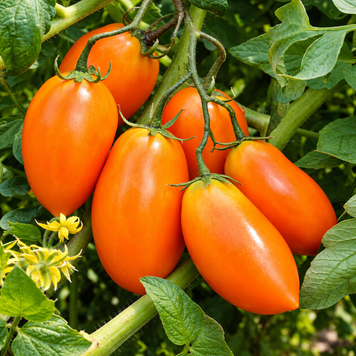 KONIGSBERG&nbsp;GOLD TOMATO