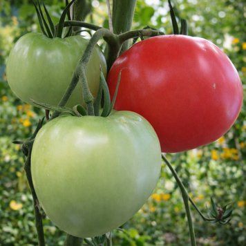 KOLKHOZ RED QUEEN TOMATO
