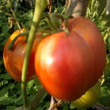 MOTHER-IN-LAW JOY TOMATO