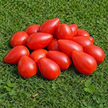 STELLA PINK TOMATO