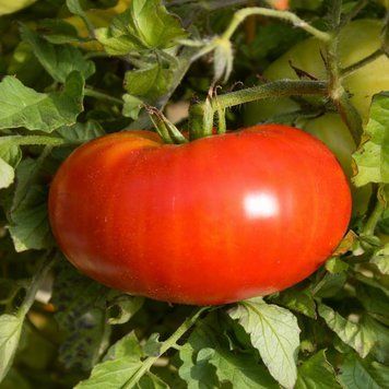 STRAWBERRY MARGARITA TOMATO