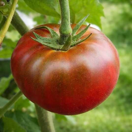 jds-special-c-tex-tomato-