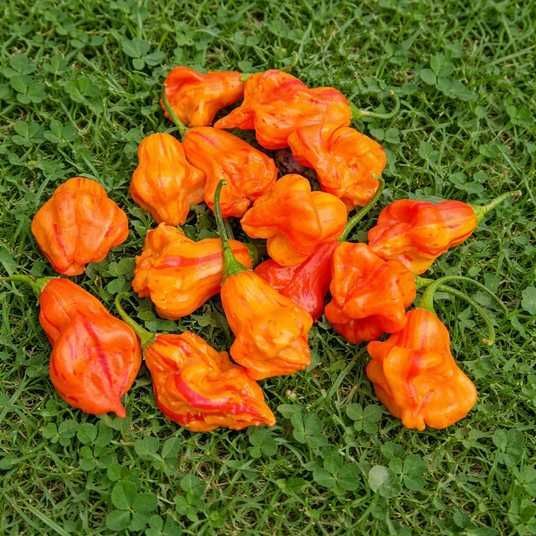 zebrange-pepper-53181353675641.jpg
