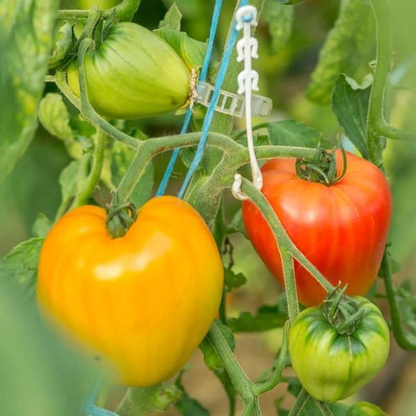 АБРИКОСОВЕ СЕРЦЕ ЗЕБРИ (COEUR DE ZEBRA APRICOT) T15-14-716 фото