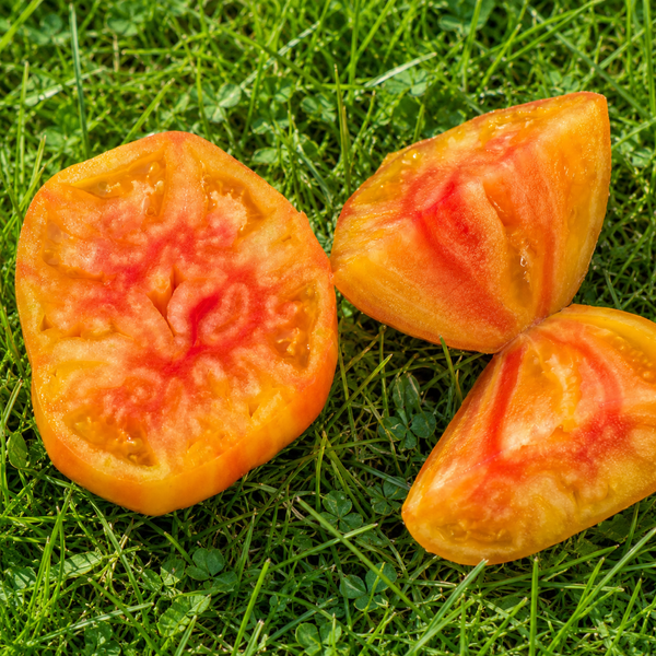 CORAZ&Oacute;N DE CEBRA ALBARICOQUE (COEUR DE ZEBRA APRICOT)