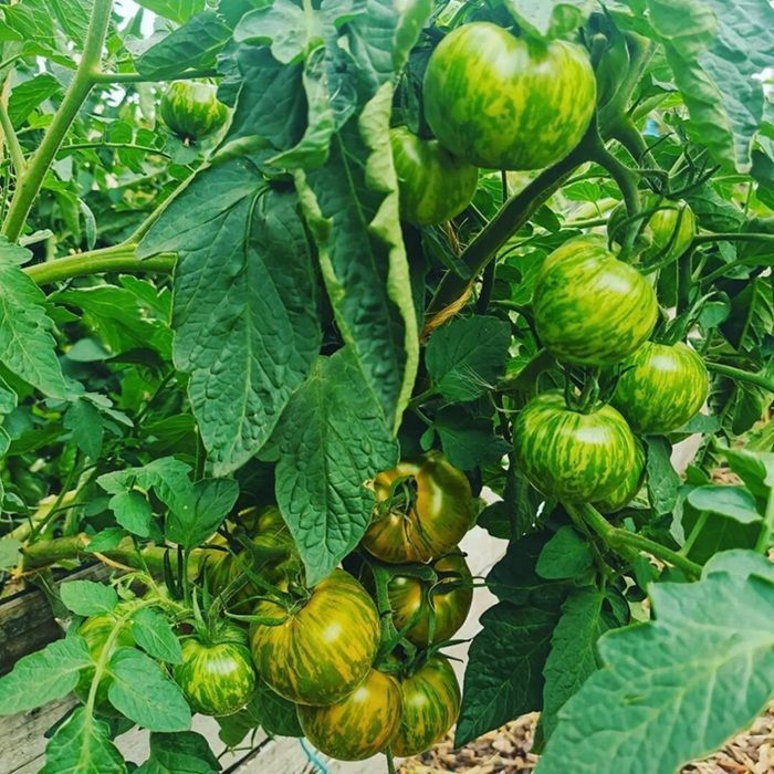 greentomato Tasty Evergreen Tomato Seeds | Nature & Nurture Seeds