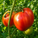 MOTHER-IN-LAW JOY TOMATO