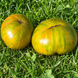DELTA DIVER GREEN TOMATO