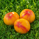 STRIPED OXHEART TOMATO