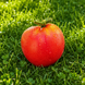 BOBBIE TOMATO