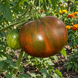 RED AMARILLO STRIPES TOMATO