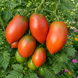 DWARF ALMANDINE TOMATO