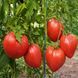 BOBBIE TOMATO