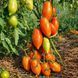 BRONZE HEART OF ANGEL TOMATO