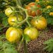 GREEN BUMBLEBEE TOMATO