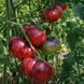 MLLE FOURIERS TOMATO