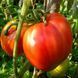 MOTHER-IN-LAW JOY TOMATO