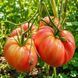 MOTHER-IN-LAW JOY TOMATO