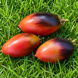 MOCHA PLUM DWARF TOMATO