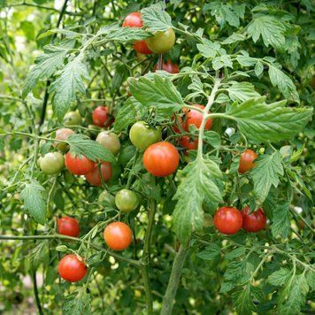 DR. CAROLYN PINK TOMATO
