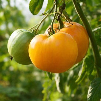 LILLIAN'S YELLOW HEIRLOOM TOMATO