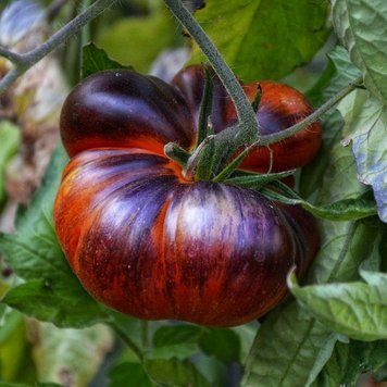 RED BEAUTY TOMATO