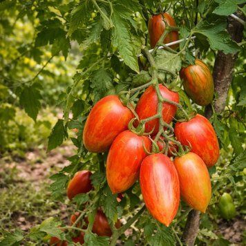 VESELKA TOMATO