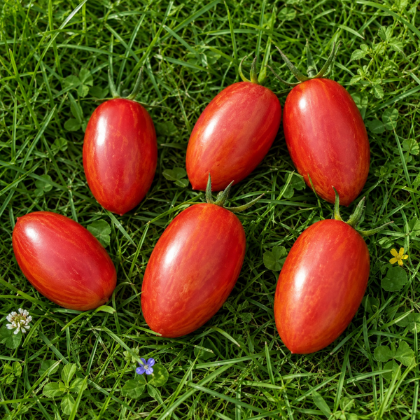 ВЕСЕЛКА ТОМАТ