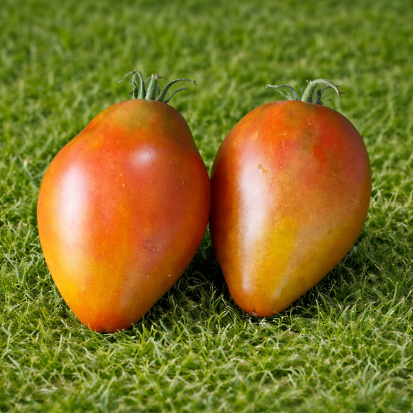 PRUNE IBIRAPUERA TOMATO