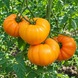 PEACHES AND CREAM TOMATO