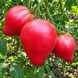 MINUSINSK BULLS TOMATO