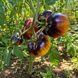 DIRTY CURTY YELLOW TOMATO