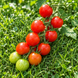 KISH-MISH TOMATO