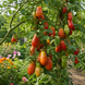 FRENCH GROZDEVOY TOMATO