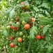 DR. CAROLYN PINK TOMATO
