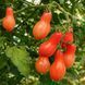 ELF TEARS TOMATO