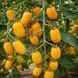 GOLDEN SWEET TOMATO